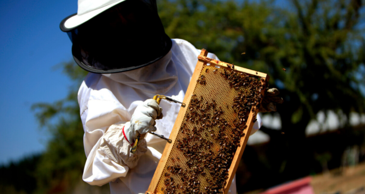 Abejas muertas en Nacimiento