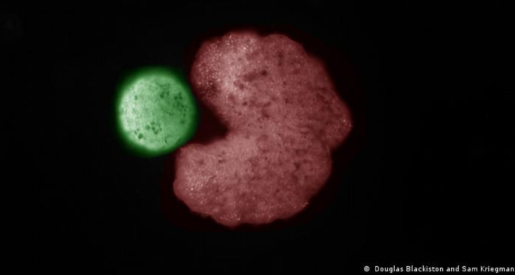 Robots biológicos xenobots