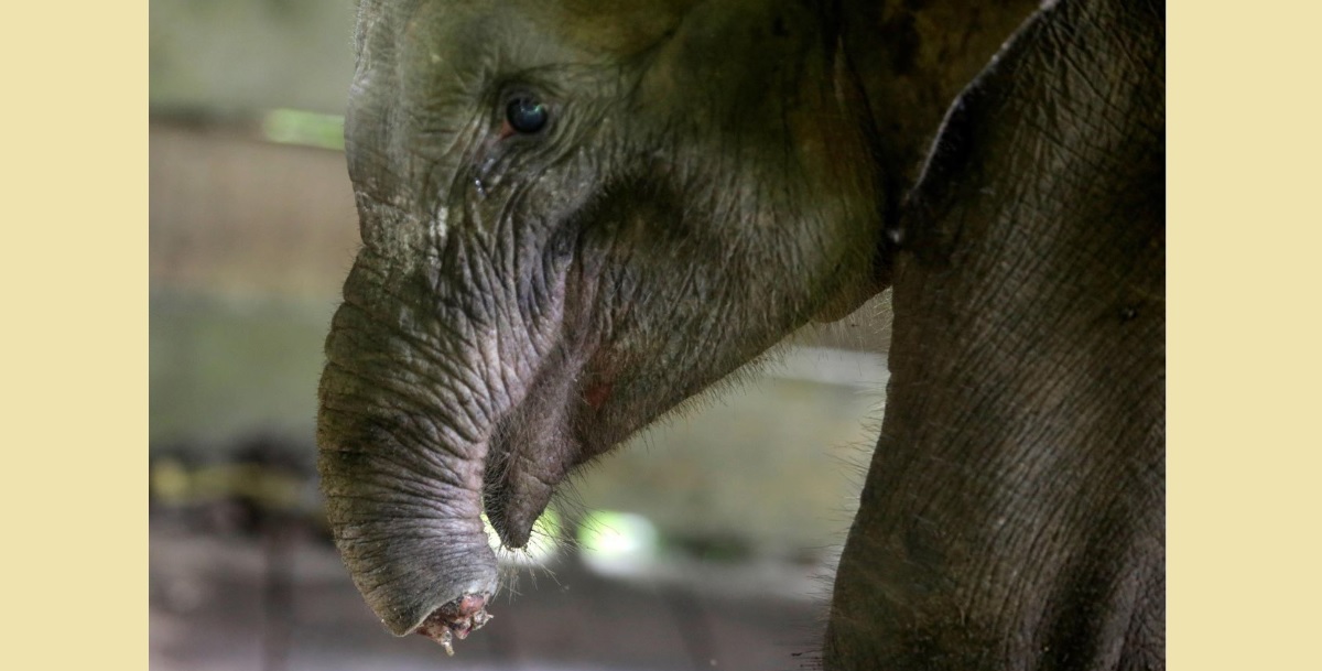 Elefante que murió en Sumatra tras perder media trompa en trampa.