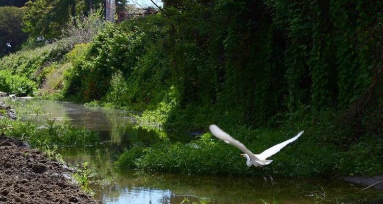 Viña del Mar hizo oficial este martes una solicitud para que el Estero de Reñaca sea reconocido como humedal urbano