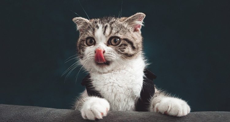 Gato saca su lengua posando para fotografía.