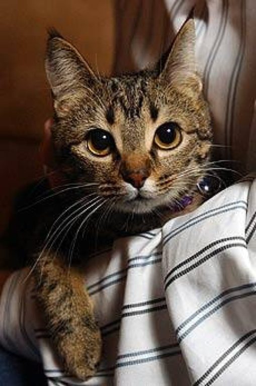 Una peluda polizón: la gata que se metió en la maleta de su humano y fue a parar a otra ciudad