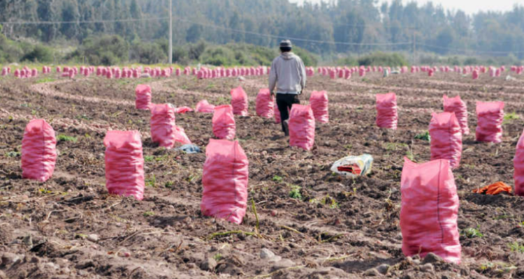 Gremio agrícola por tráfico de migrantes en el norte: “Hemos insistido en los chequeos y controles”