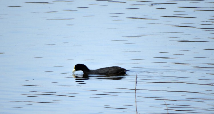 Humedal en lo Barnechea