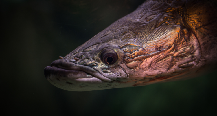 Imagen de archivo de un pez