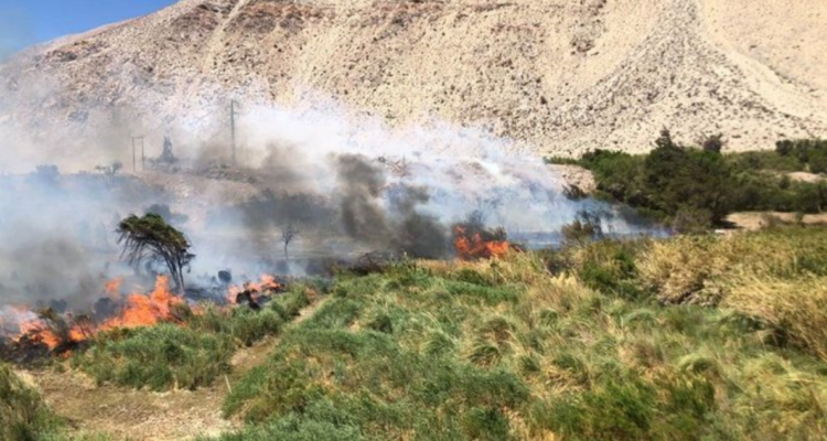 Incendio forestal consume 3 viviendas y deja cinco personas damnificadas en Vicuña