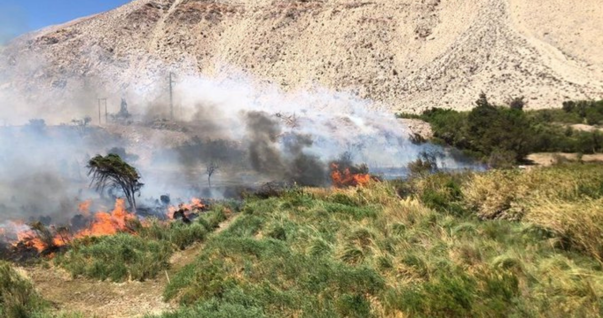 Incendio forestal consume 3 viviendas y deja cinco personas damnificadas en Vicuña