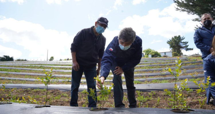 Indap-Promueve-Diversificacioìn-Productiva-PequenÞos-Agricultores-LaAraucanía
