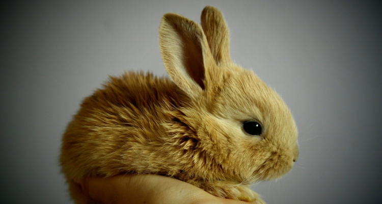 Comisión de Salud aprueba proyecto para prohibir la experimentación en animales para cosmética