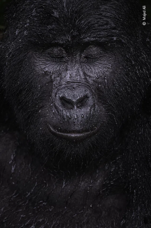 La imagen reflexiva de un gorila se llevó un premio