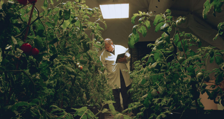 En la foto, se ve el invernadero adaptado a las condiciones del planeta marciano lleno de las plantas de tomate. Al centro, un científico observa los frutos.