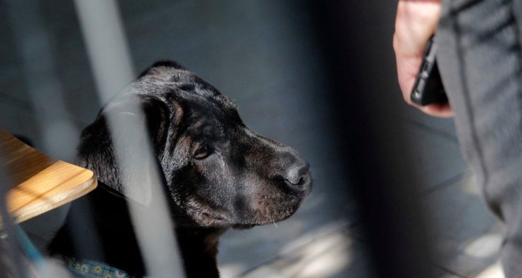 Maltrato animal en Copiapó: hombre arriesga hasta 3 años de cárcel