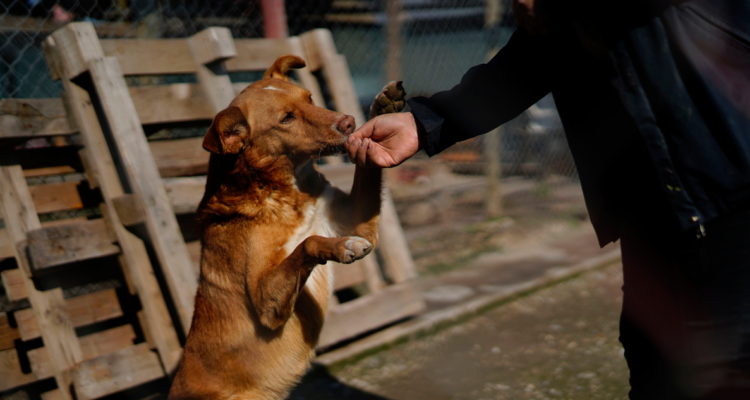Desde diciembre de 2021 podrás denunciar maltrato animal a través de Comisaría Virtual