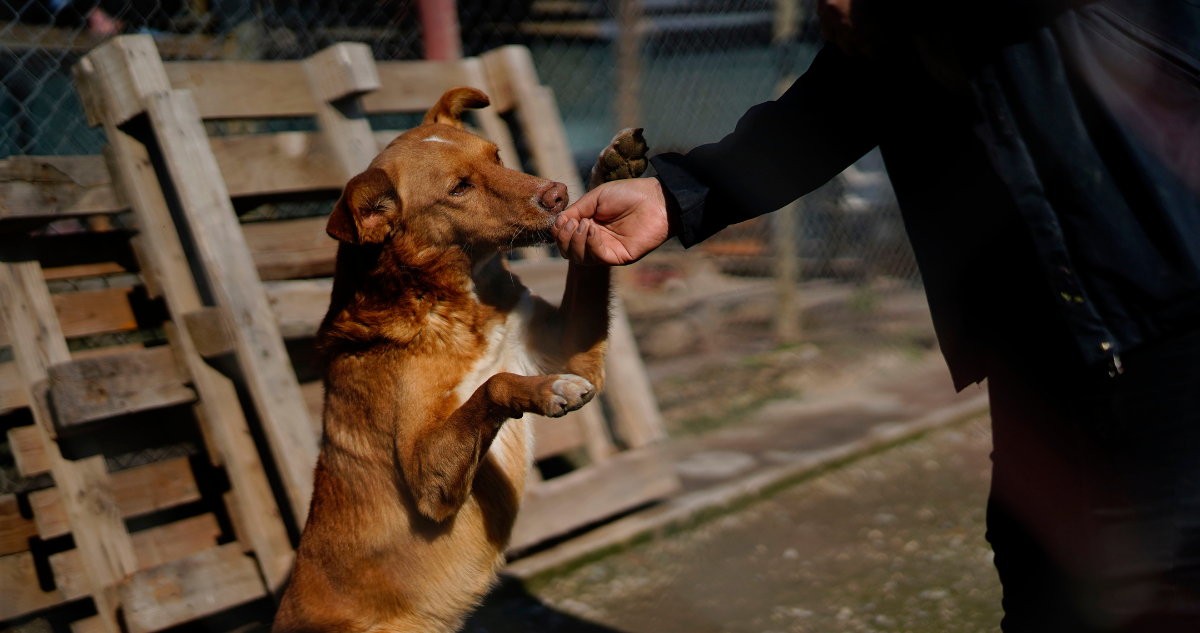 Desde diciembre de 2021 podrás denunciar maltrato animal a través de Comisaría Virtual