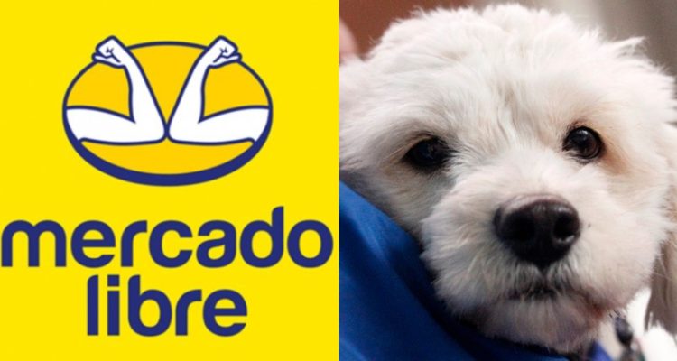 Mercado Libre sella convenio para vigilar venta de medicamentos veterinarios y evitar estafas