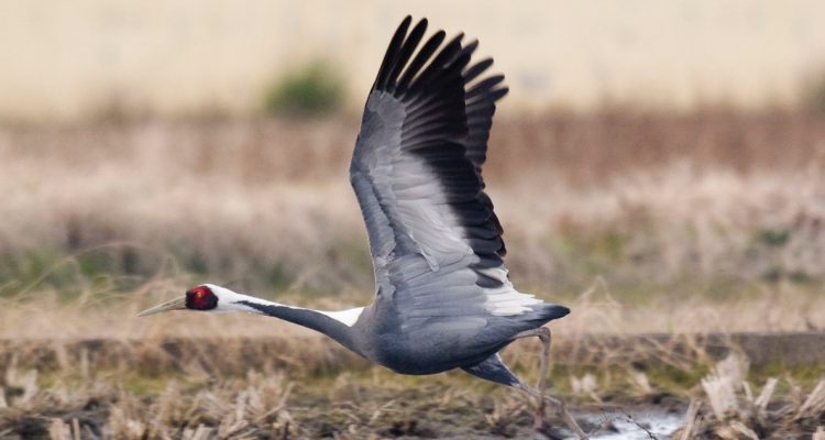 Michel Durand: el empresario con zoológico propio que sufrió violento asalto en La Dehesa