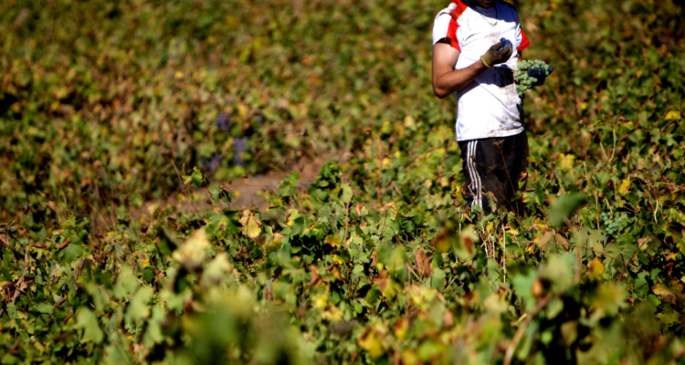 Malos tratos a migrantes en tiempos de cosecha.