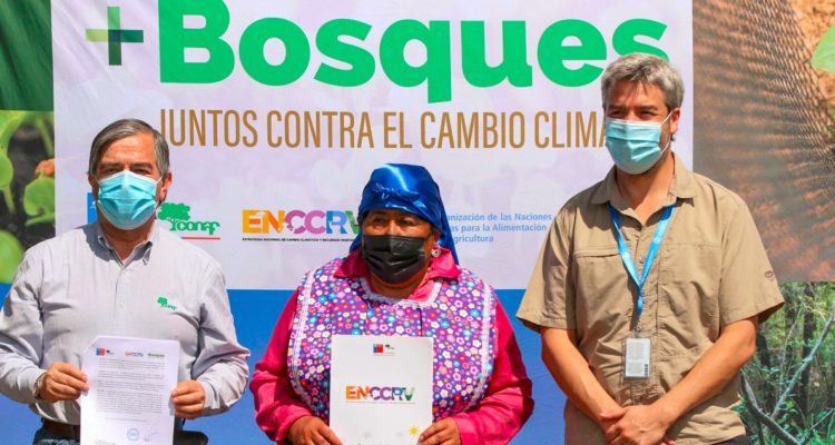 Proyecto +Bosques con que mujeres lafkenche recuperarán bosque nativo en Saavedra