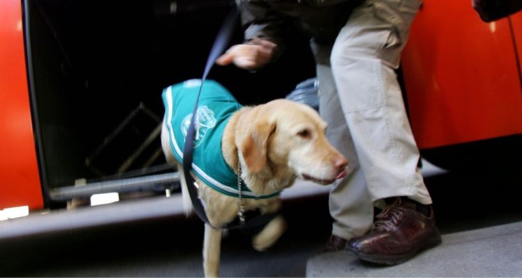 Perros antidrogas detectan más de 155 mil dosis en región de Antofagasta