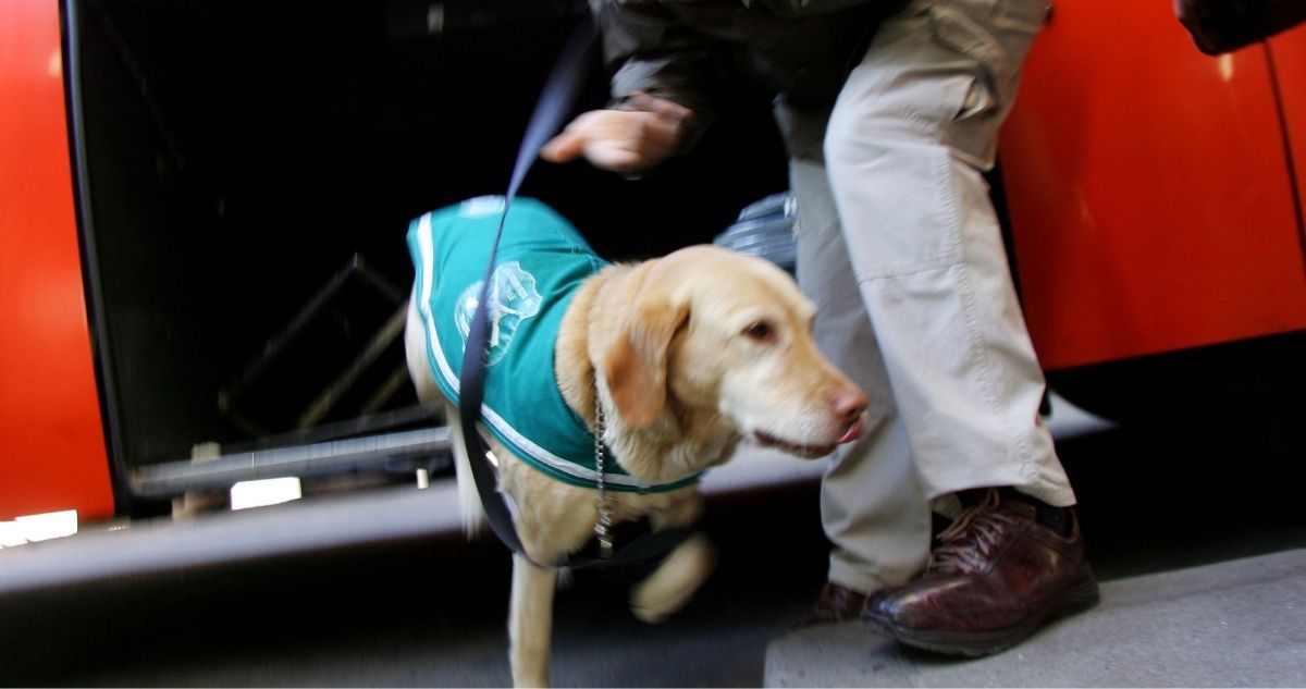 Perros antidrogas detectan más de 155 mil dosis en región de Antofagasta