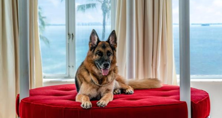 El perro más rico del mundo pone en venta su casa en Miami por casi 32 millones de dólares