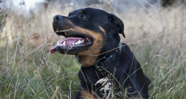 100 días de presidio deberá cumplir dueño de rottweiler que mordió a niño en Temuco