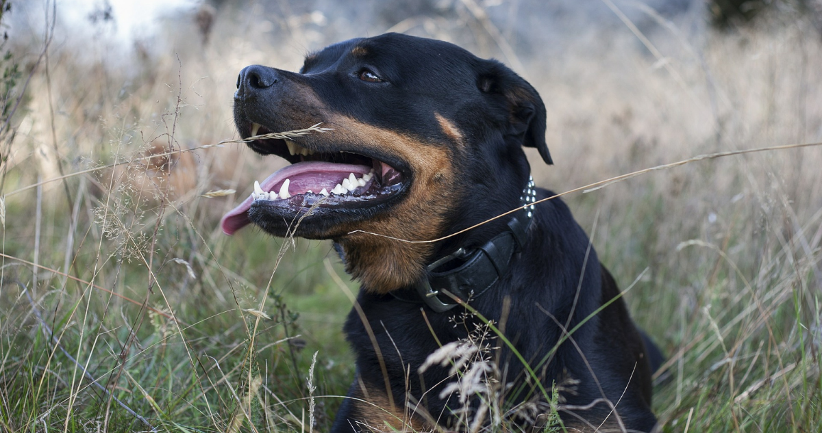 100 días de presidio deberá cumplir dueño de rottweiler que mordió a niño en Temuco