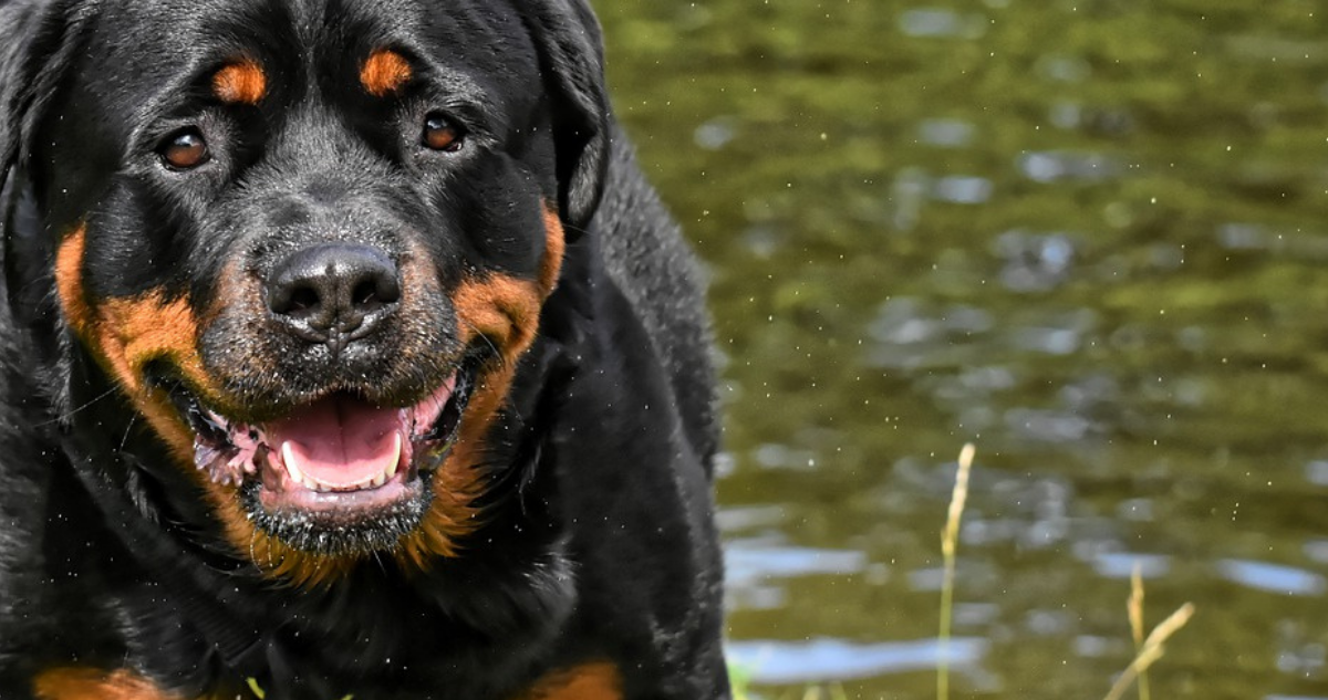Perro rottweiler