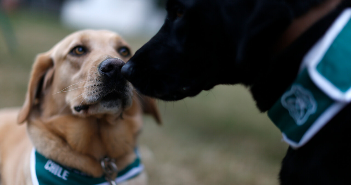 Perros detectores de droga.