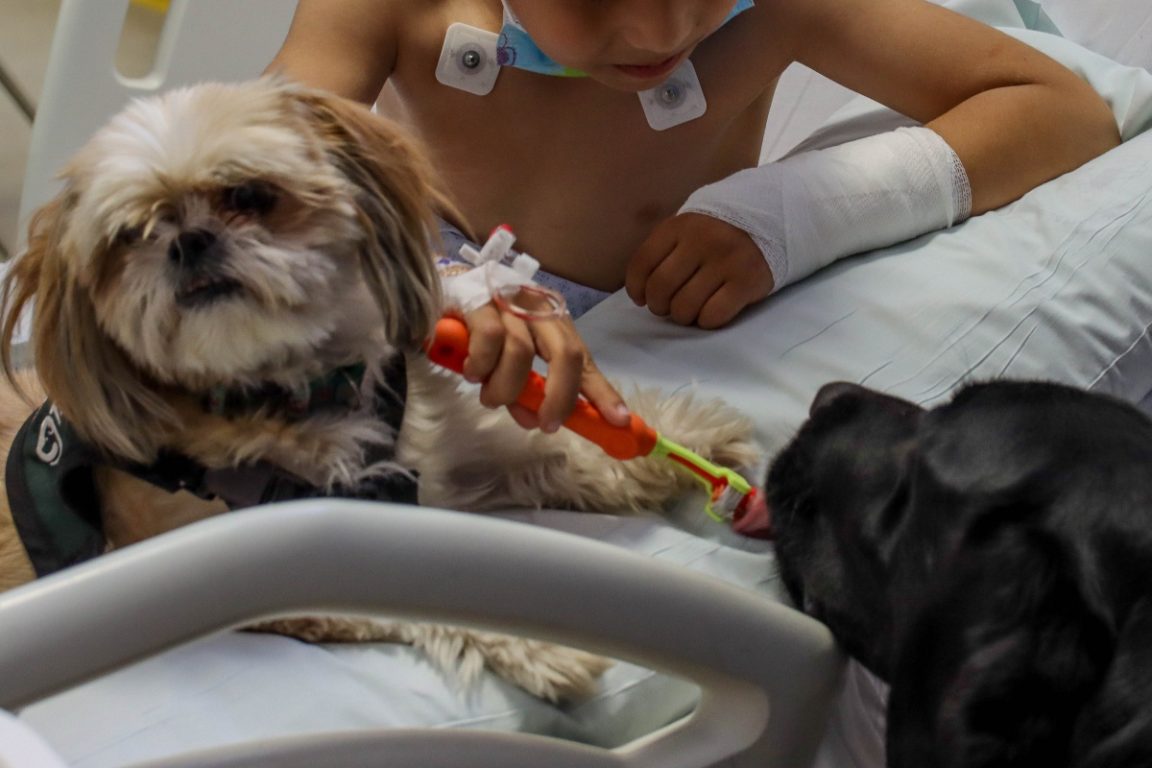 Perros llegan a hospital de Santiago para brindar soporte emocional a niños
