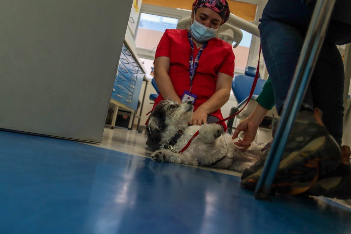 Perros llegan a hospital de Santiago para brindar soporte emocional a niños