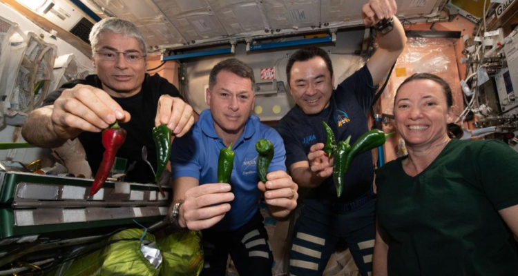 Astronautas cosechan los primero pimientos en el espacio