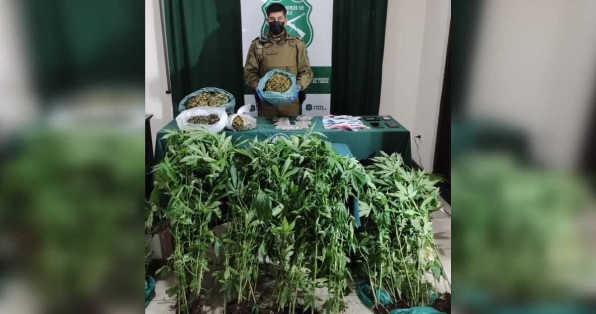Profesor acusado por tráfico de marihuana