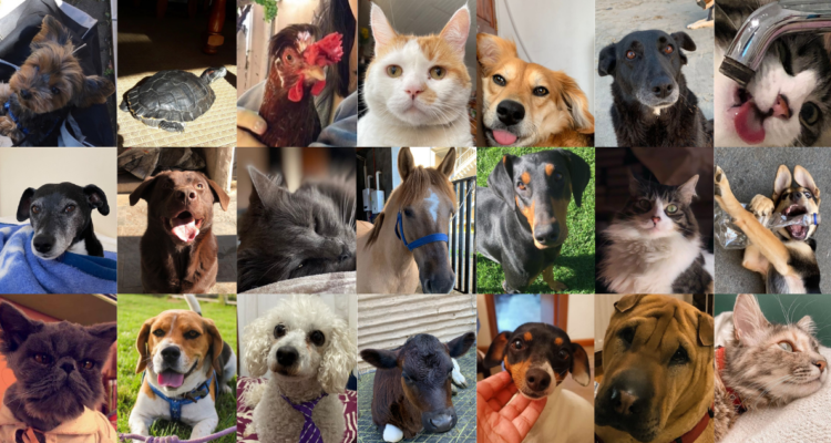 ¿Qué proponen los candidatos presidenciales sobre protección animal?