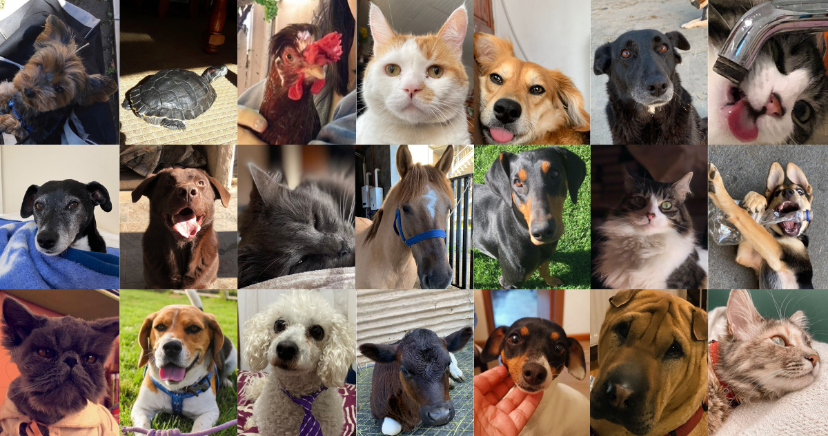 ¿Qué proponen los candidatos presidenciales sobre protección animal?