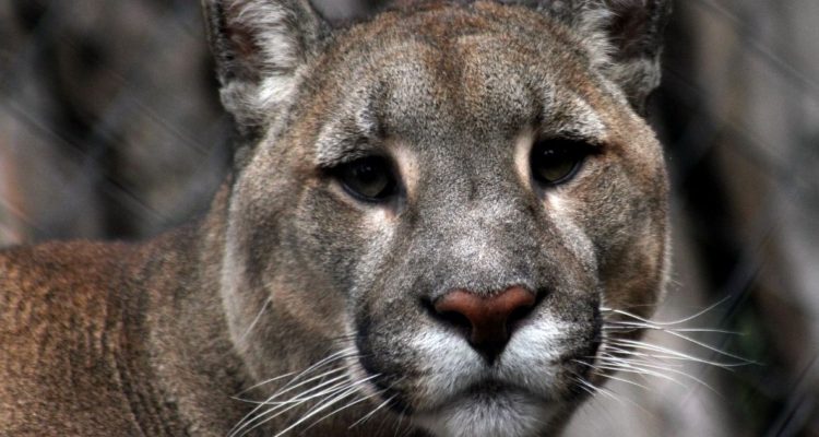 Atropellan a puma en Los Muermos