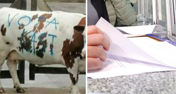 Imagen de vaca y una querella