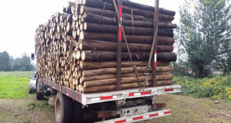 Detenidos por robo de madera