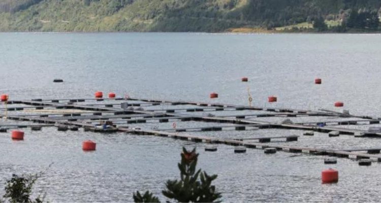 PROYECTO DE LEY PARA SACAR SALMONERAS