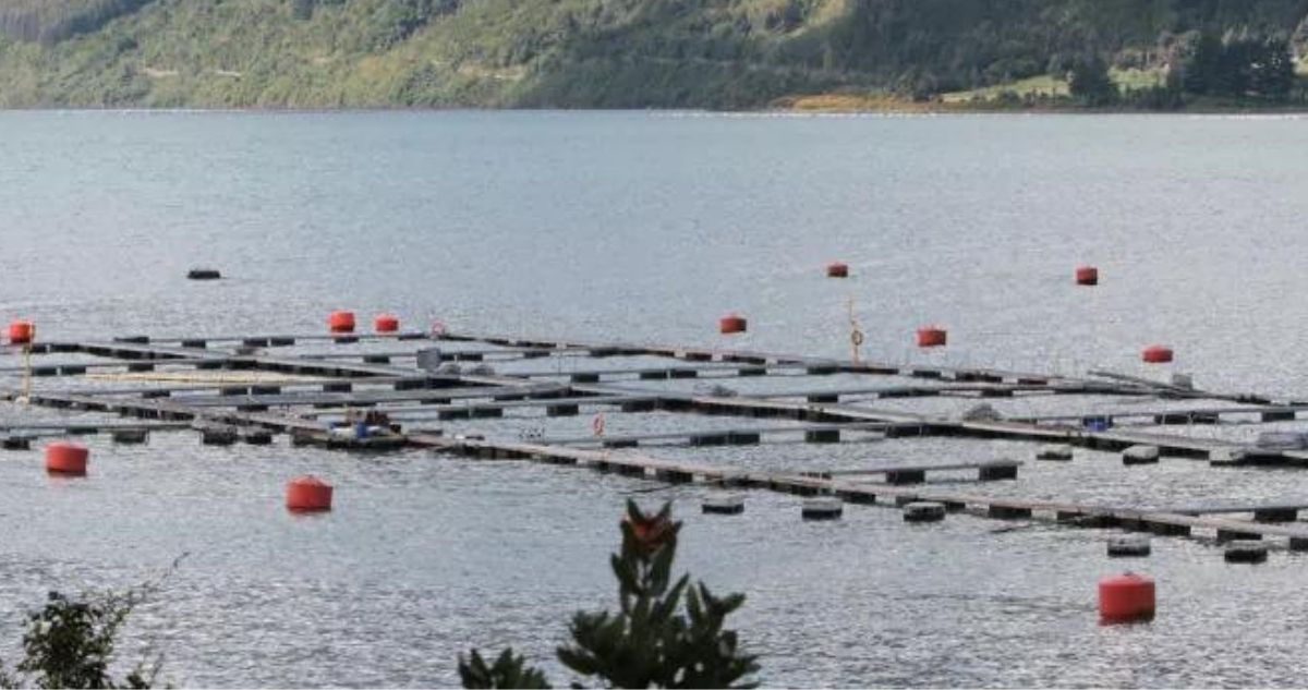 PROYECTO DE LEY PARA SACAR SALMONERAS
