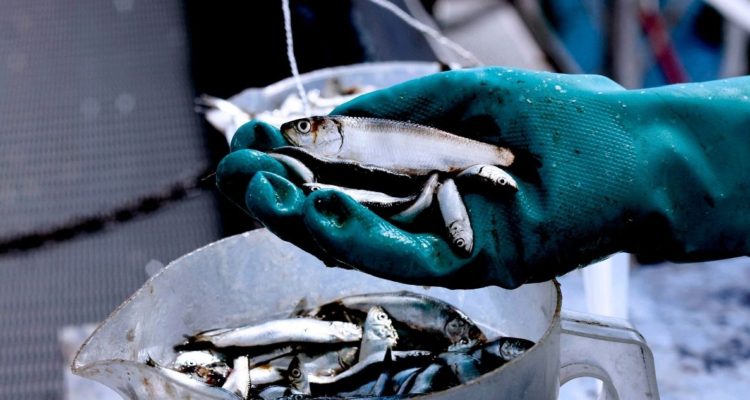 Decretan veda por 10 días de sardina y anchoveta