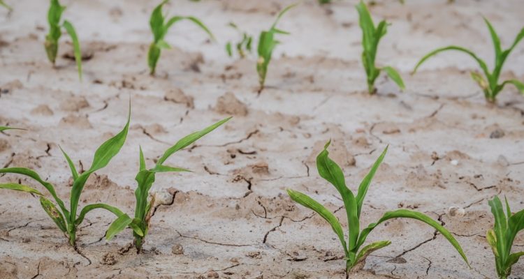 Escasez hídrica