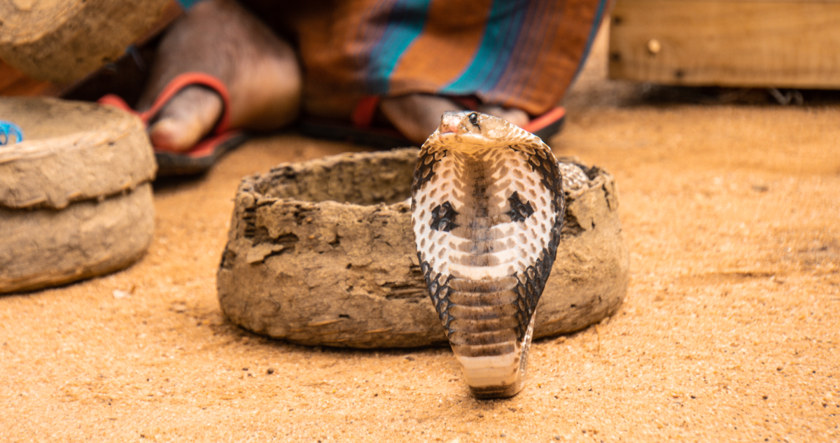 Turistas es operado por mordedura de cobra