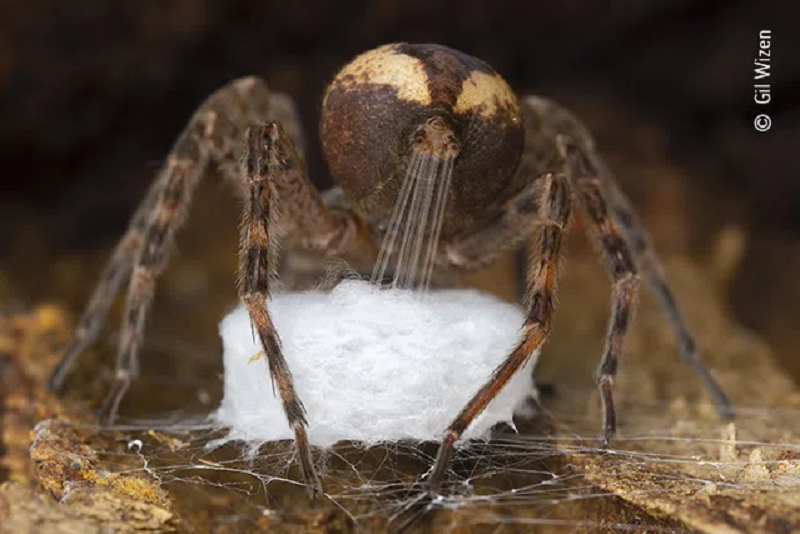 Una araña tejiendo su nido