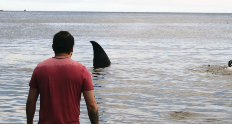 Varamiento de ballena