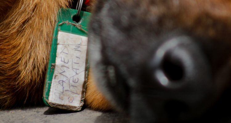 Veterinaria denunciada por muertes de animales en San Pedro de La Paz