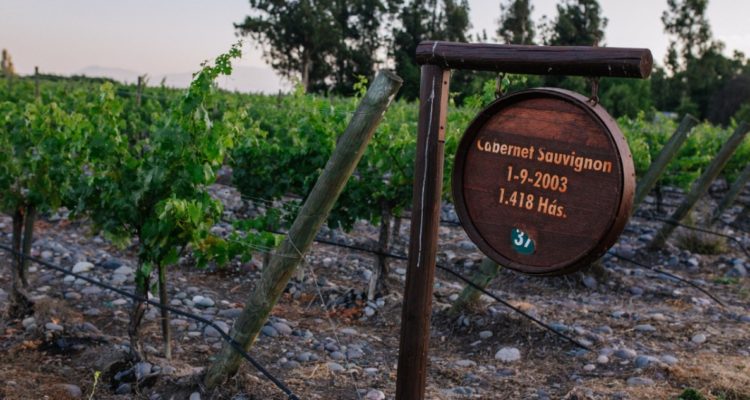 Viñedo de Isla de Maipo