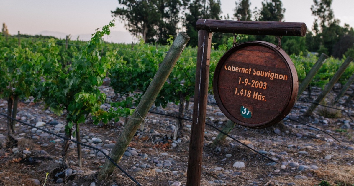 Viñedo de Isla de Maipo