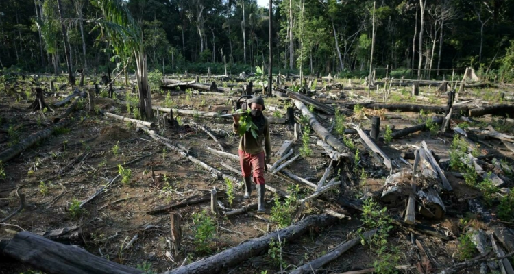 Un hombre talando árboles en la Amazonía.