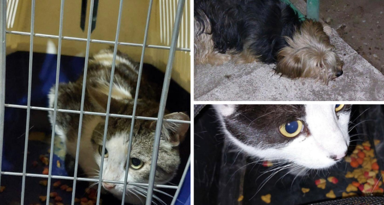 Animales rescatados de incendio en Castro